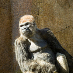 Gorilla
