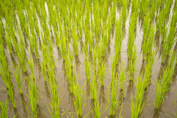 Terraced rice field texture