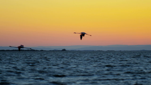 Flamingo bird animal flying water France Camargue sunset