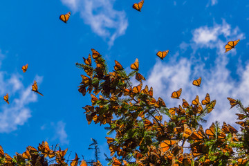 Naklejka premium Monarcha motyle na gałęzi drzewa w tle niebieskiego nieba, Michoacan, Meksyk