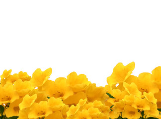 Photo frame of Yellow elder flowers on white isolate background