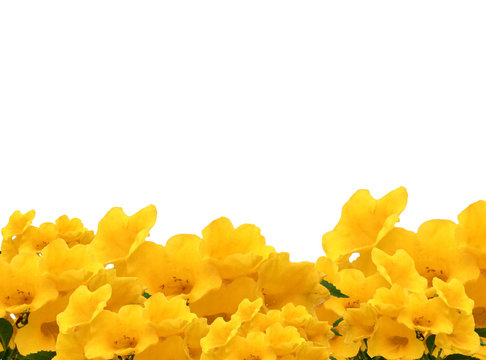 Fototapeta Photo frame of Yellow elder flowers on white isolate background