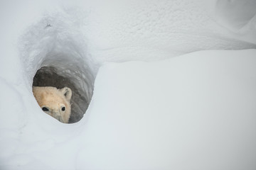 L& 39 ours polaire regarde hors d& 39 une tanière de neige