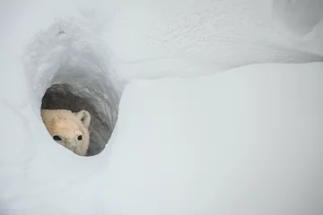 Fototapete Eisbär Der Eisbär schaut aus einer Schneehöhle