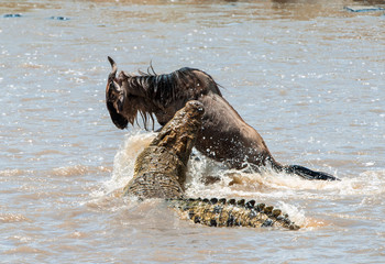 The antelope Blue wildebeest ( connochaetes taurinus ), has undergone to an attack of a crocodile. © Uryadnikov Sergey