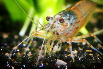 shrimp