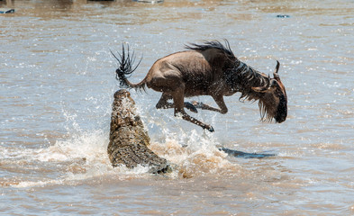 Die Antilope Streifengnu ( Connochaetes taurinus ) hat sich einem Angriff eines Krokodils ausgesetzt.