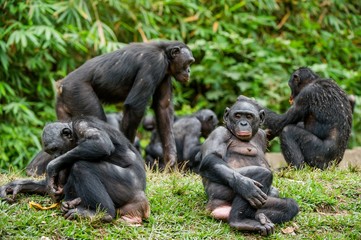 The Bonobo ( Pan paniscus) family, called the pygmy chimpanzee.