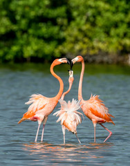 Mating dance Caribbean flamingos ( Phoenicopterus ruber ruber )