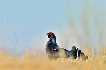  Close up Portrait of a lekking black grouse (Tetrao tetrix) Sunrise .
