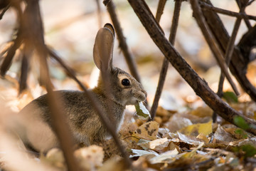 Naklejka na ściany i meble Wild rabbit hiding in bush pinnicles national park
