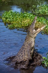  The Cuban crocodile (crocodylus rhombifer) jumps out of the water.