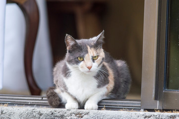 Calico tortoiseshell cat