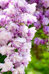 Double flower of wisteria