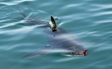 Obraz premium Great white shark ( Carcharodon carcharias) and pink jellyfish at the ocean.