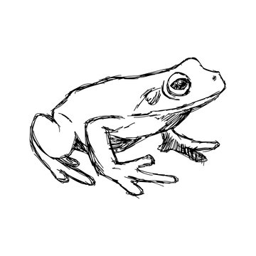 illustration vector hand drawn doodle frog isolated on white