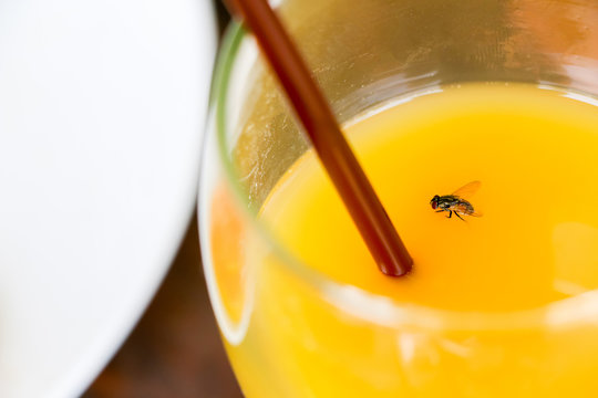 Fly in orange juice glass