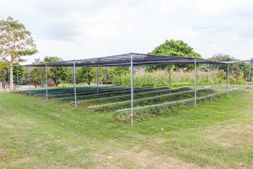 Vegetable garden in rows.