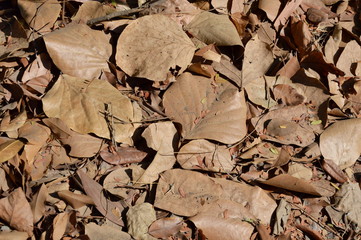 dry leaf falling on the ground