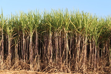Prepare Sugarcane Field