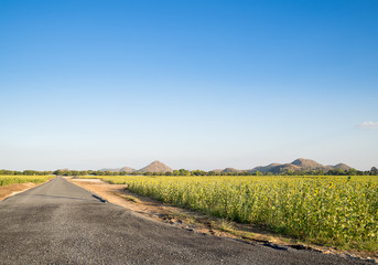 road and sunflowers field, with blue sky on sunny day: LOPBURI,THAILAND