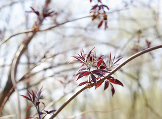  spring leaves shoot of red elder, local focus, shallow DOF 