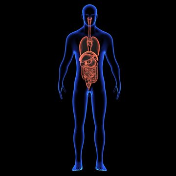 Human body orgens