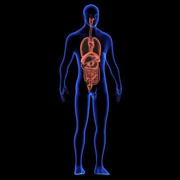 Human body orgens