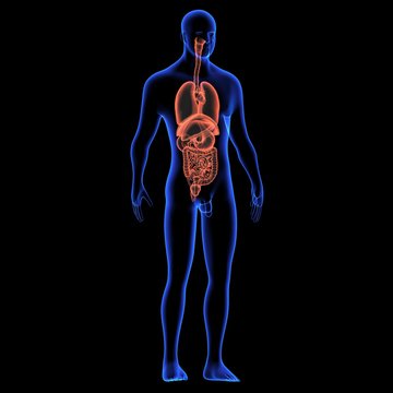 Human body orgens