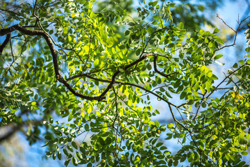 Fresh green leaves on blue sky background