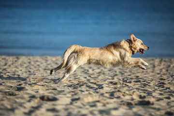 Fototapeta na wymiar Excited young golden retriever running and jumping on the beach