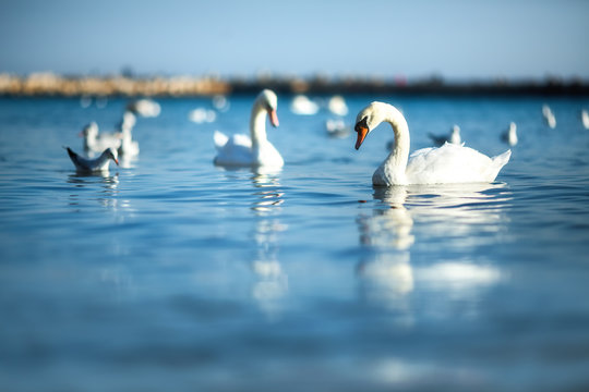 Swans on the sea