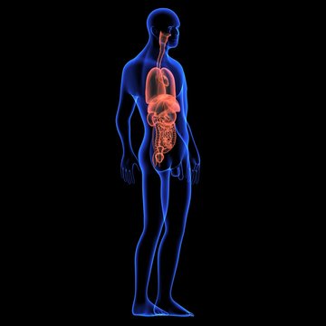 Human body orgens
