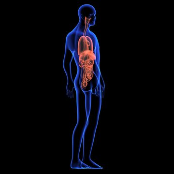 Human body orgens
