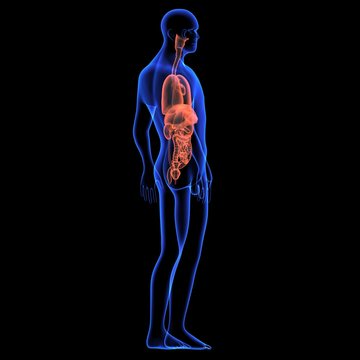 Human body orgens