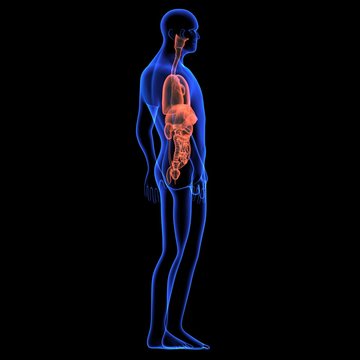 Human body orgens