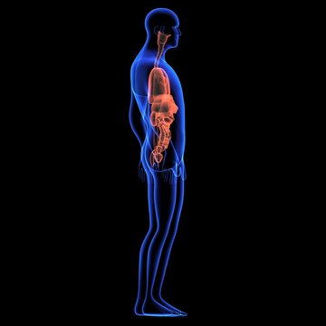 Human body orgens
