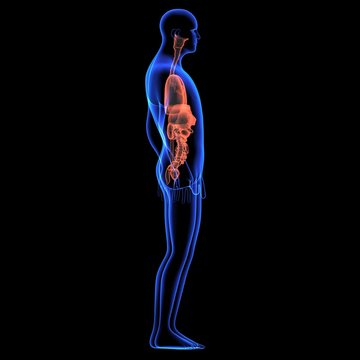 Human body orgens