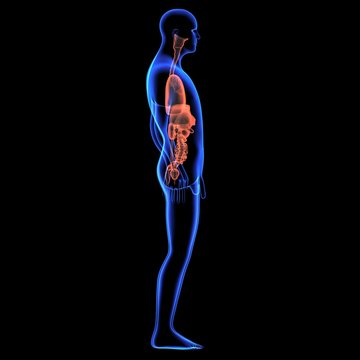 Human body orgens