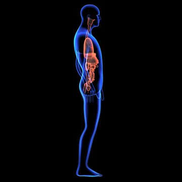Human body orgens