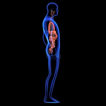 Human body orgens
