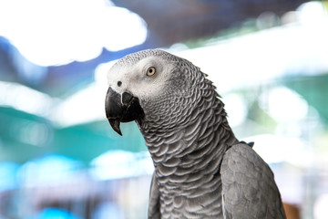 An African Grey Parrot (Psittacus erithacus) on a bokeh background