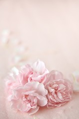 桃色のカーネーション　桃色背景　
