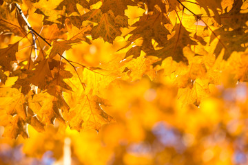 leaves in autumn