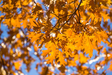 leaves in autumn