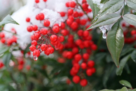 南天　-heavenly bamboo-