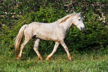 Naklejka na ściany i meble White Camargue Horse on the natural background.