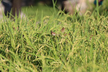 Bird in rice field