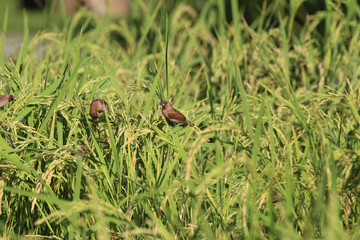 Bird in rice field