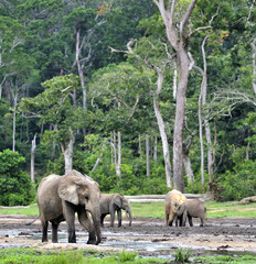  African Forest Elephant, Loxodonta africana cyclotis, of Congo Basin. At the Dzanga saline (a...